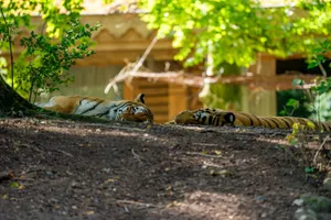 Two tigers relax in the dappled sunlight of a forested zoo area in Brugelette, Belgium. jigsaw puzzle