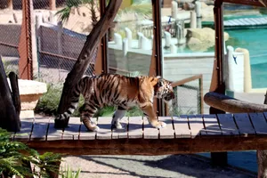 A majestic Bengal tiger strides gracefully on a rustic wooden platform at a zoo. jigsaw puzzle