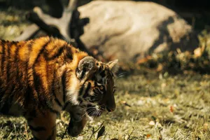 A young tiger gracefully walks in a sunlit wildlife habitat, showcasing its striking patterns. jigsaw puzzle