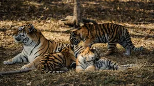A stunning scene of a tiger mother enjoying outdoor time with her playful cubs in natural habitat. jigsaw puzzle