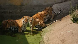Three majestic tigers relaxing in water at Kolmården, Sweden. jigsaw puzzle