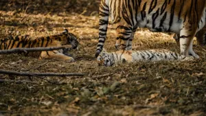 Two playful tiger cubs lying on the forest floor, enjoying a serene moment. jigsaw puzzle