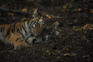 A serene baby tiger lying on the grass, captured in a moment of rest. jigsaw puzzle