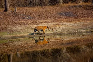 A Bengal tiger walks by a water body, reflecting its image in the wild. jigsaw puzzle
