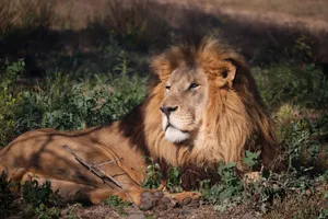 A powerful African lion resting in the wild, showcasing its regal mane and tranquil posture. jigsaw puzzle