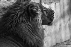 Captivating black and white portrait of a lion showcasing majestic features in Islamabad. jigsaw puzzle