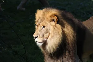 Close-up of a majestic lion basking in sunlight, showcasing its impressive mane. jigsaw puzzle