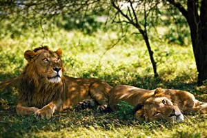 Two majestic lions resting under a tree in Chitrod, Gujarat's serene forest. jigsaw puzzle
