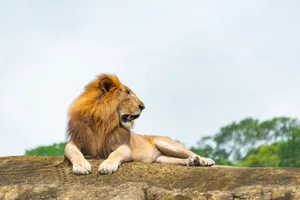 A stunning capture of a lion lying gracefully on a rock in the wild, showcasing its majestic presence. jigsaw puzzle