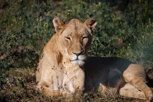 A majestic African lioness basking in the afternoon sun in her natural habitat. jigsaw puzzle