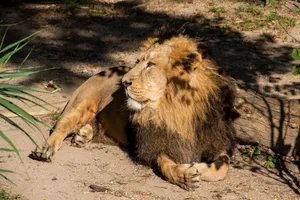 A majestic lion lies in the sunlight, capturing the essence of the wild. jigsaw puzzle
