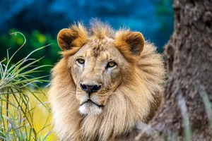 Close-up of a lion in the wild, showcasing its majestic mane and stunning features. jigsaw puzzle