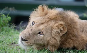A lion resting on the grass, showcasing its majestic mane and serene expression. jigsaw puzzle