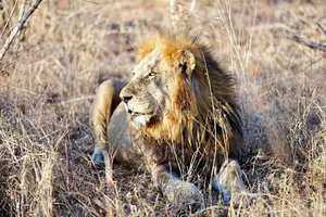 A majestic lion rests in the dry grasses of the African savannah, soaking up the sun. jigsaw puzzle
