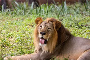 A majestic lion with its tongue out relaxed on grass, capturing the essence of wildlife. jigsaw puzzle