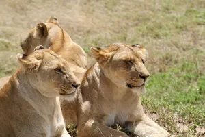 Three lionesses relaxing in the sunlight on the African savanna, showcasing wildlife beauty. jigsaw puzzle