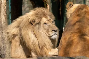 A male lion with a beautiful mane rests beside a lioness in a sunlit zoo setting, portraying tranquility in nature. jigsaw puzzle