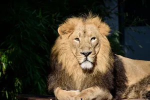 Close-up of a majestic lion resting under sunlight, capturing the essence of wildlife photography. jigsaw puzzle