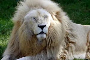 Close-up of a majestic white lion resting peacefully under sunlight. jigsaw puzzle