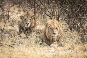 Two majestic lions relaxing in the African savanna amidst dry grasses and sparse trees. jigsaw puzzle