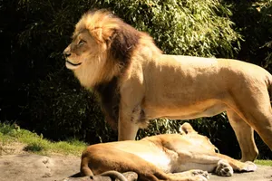 A male and female lion relaxing in dappled sunlight, showcasing the majestic beauty of the African savanna. jigsaw puzzle