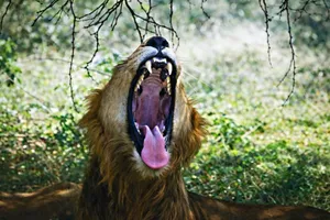 A majestic lion yawning in its natural habitat in Chitrod, Gujarat, India. jigsaw puzzle