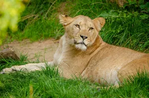 A stunning portrait of a lioness relaxing on lush grass, exuding majesty and grace. jigsaw puzzle