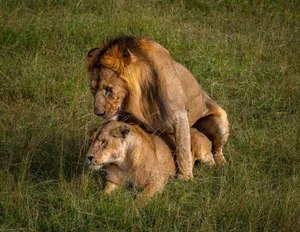 A pair of African lions in the savannah showcasing wildlife interaction. jigsaw puzzle