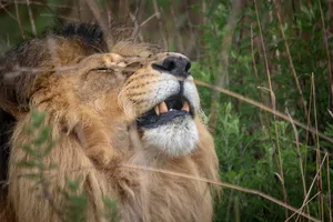 Close-up of a lion resting peacefully in its natural habitat with lush greenery. jigsaw puzzle