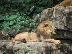 A powerful lion resting peacefully on rocky formations amidst lush greenery in a zoo setting. jigsaw puzzle