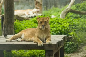A majestic lioness lounging on a wooden platform surrounded by greenery in a zoo. jigsaw puzzle