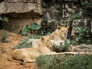 Two lionesses lying down among rocks and greenery, showcasing tranquility in nature. jigsaw puzzle