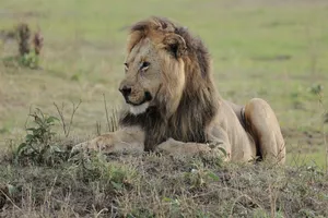 A tranquil scene of a lion lying in the grass, showcasing the monarch of the savanna. jigsaw puzzle