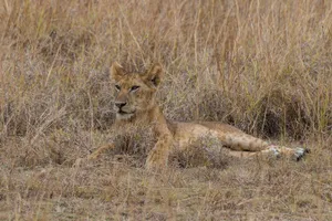 A young lion calmly rests amidst tall dry grass in the African savanna. jigsaw puzzle