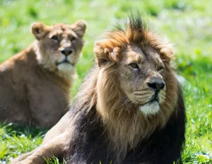 Two majestic lions resting in a sunlit grassland, showcasing their strength and serenity. jigsaw puzzle