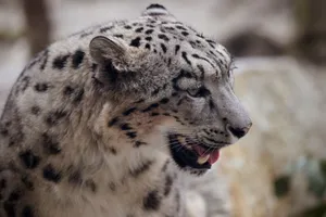 Majestic snow leopard captured in a detailed close-up in natural habitat. jigsaw puzzle