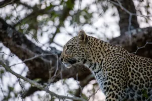 Majestic African leopard perched in a tree during a safari adventure. jigsaw puzzle