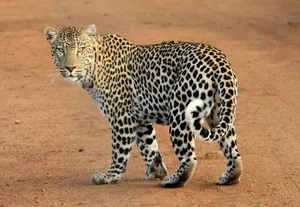 Close-up of a leopard walking on the savannah, showcasing its spotted coat. jigsaw puzzle