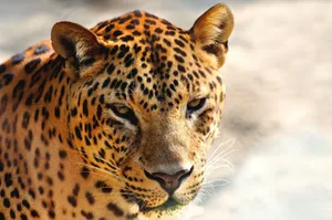 Striking close-up of a leopard showcasing its distinctive spots and intense gaze. jigsaw puzzle