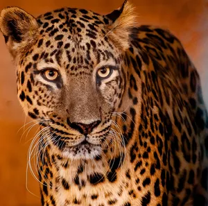Close-up of a leopard showcasing its spotted fur and focused gaze in a natural setting. jigsaw puzzle