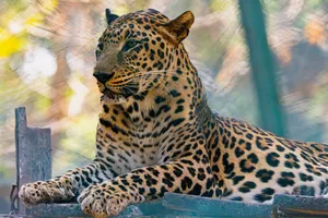 Close-up of a leopard resting outdoors, showcasing its stunning spots and regal demeanor. jigsaw puzzle