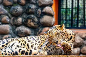 Leopard cleaning its paw in a zoo setting, showcasing its distinctive pattern. jigsaw puzzle