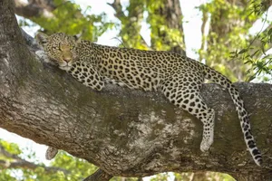 A serene leopard lounging on a tree branch in the wilderness, capturing nature's elegance. jigsaw puzzle