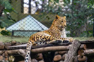 A leopard lies calmly on a wooden structure with greenery in the background. jigsaw puzzle