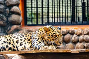Close-up of a leopard resting inside a zoo enclosure with stone walls. jigsaw puzzle