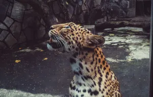Close-up of a leopard gazing upward in an outdoor enclosure, showcasing its striking fur and spots. jigsaw puzzle