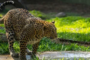 Close-up of a leopard prowling in a lush green environment, showcasing its spotted coat and focused demeanor. jigsaw puzzle