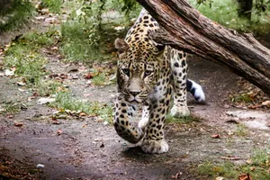 Close-up of a leopard stalking in its natural habitat, showcasing its stealth and beauty. jigsaw puzzle