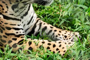Detailed close-up of a leopard's paws amidst vibrant green grass, showcasing its distinctive spotted fur. jigsaw puzzle