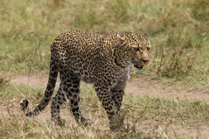 Close-up of a majestic leopard prowling in Kenya's savanna, showcasing its powerful grace. jigsaw puzzle